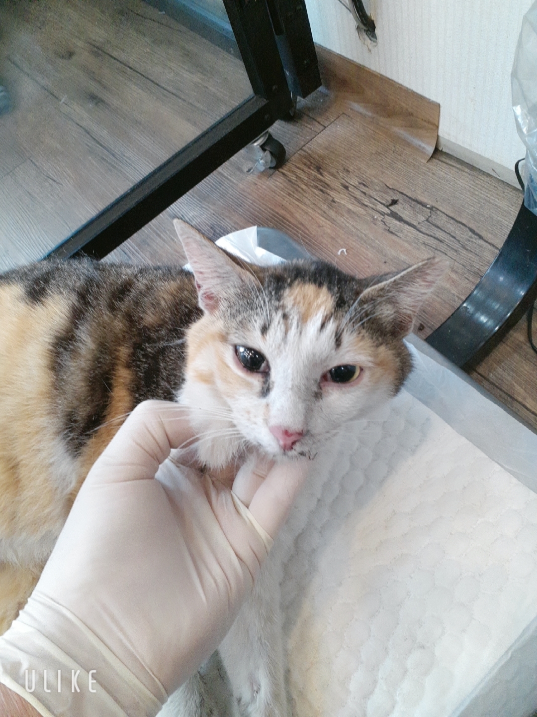 [고양이] 한국 고양이 경기-오산-2025-00109 유기동물 배경 이미지 입니다.